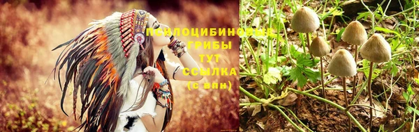 ПСИЛОЦИБИНОВЫЕ ГРИБЫ Алексин